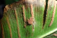 Psychoides verhuella