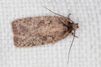 Agonopterix scopariella