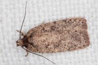 Agonopterix scopariella