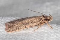 Agonopterix scopariella