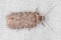 Agonopterix thapsiella