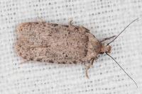 Agonopterix thapsiella