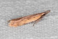 Dichomeris acuminata