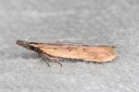 Dichomeris acuminata