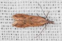 Dichomeris acuminata