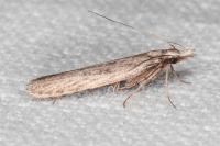 Dichomeris limbipunctella