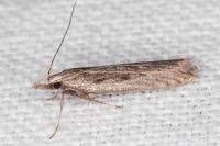 Dichomeris limbipunctella