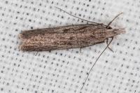 Dichomeris limbipunctella