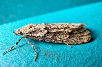 Diurnea fagella