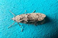 Diurnea fagella