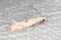 Elachista contaminatella
