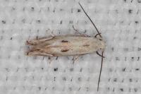 Elachista contaminatella