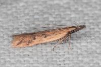 Dichomeris acuminata