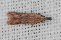 Dichomeris acuminata
