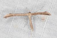 Emmelina monodactyla