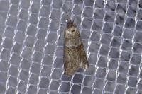 Tortricodes alternella