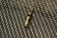 Argyresthia