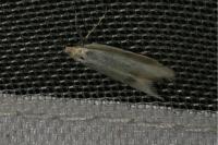 Pleurota