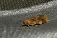 Archips xylosteana