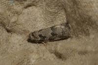 Cnephasia