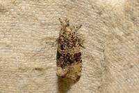 Celypha lacunana