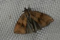 Celypha striana