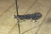 Aproaerema anthyllidella