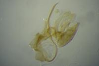 Aproaerema anthyllidella
