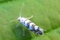 Phyllonorycter acerifoliella