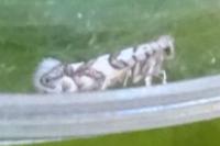 Phyllonorycter acerifoliella