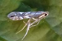 Phyllonorycter coryli