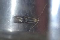 Phyllonorycter coryli