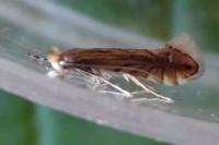 Phyllonorycter quercifoliella