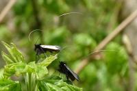 Adela reaumurella
