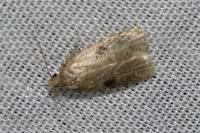 Agonopterix