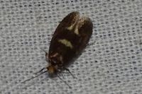 Incurvaria masculella