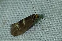 Incurvaria masculella