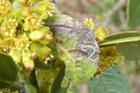 Bucculatrix alaternella