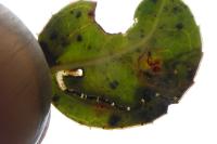 Bucculatrix alaternella