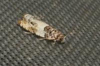 Gypsonoma dealbana