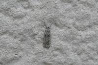 Diurnea fagella