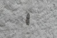 Diurnea fagella
