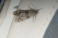 Diurnea fagella