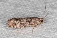 Epinotia cedricida