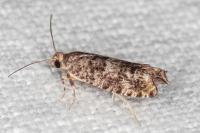 Epinotia cedricida