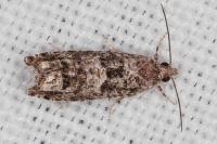 Epinotia cedricida