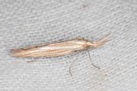Coleophora ochrea