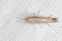 Coleophora ochrea