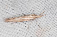 Coleophora ochrea