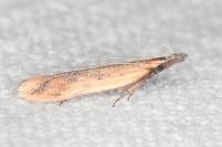 Dichomeris acuminata